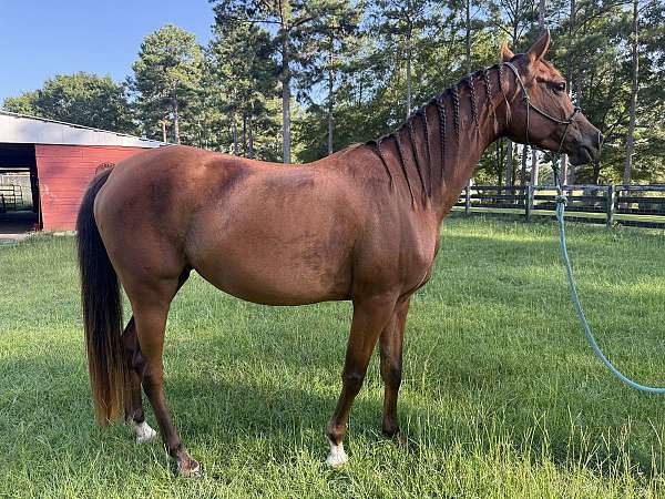 sip-upper-lip-horse