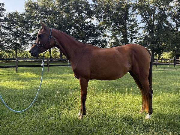 bay-sip-upper-lip-horse