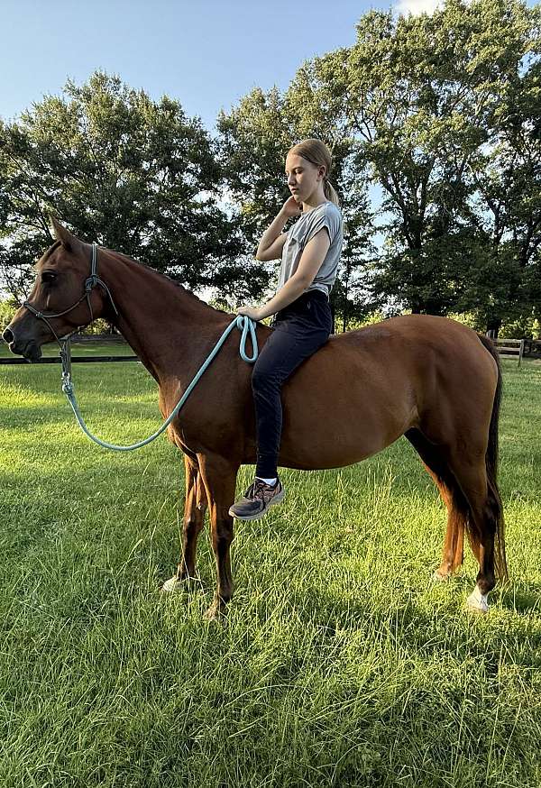 ara-arabian-horse