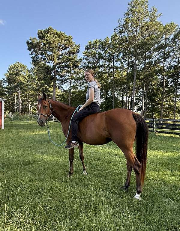 huckleberry-arabian-horse