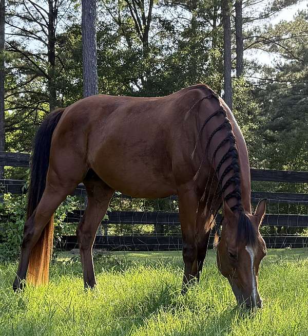 steady-arabian-horse