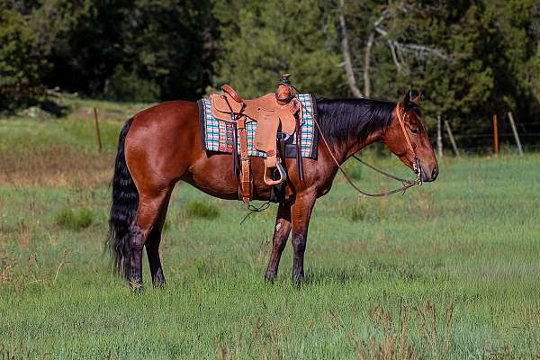 all-around-quarter-horse