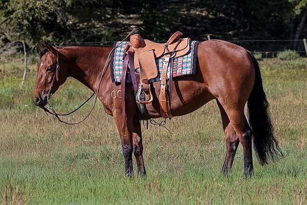 athletic-quarter-horse