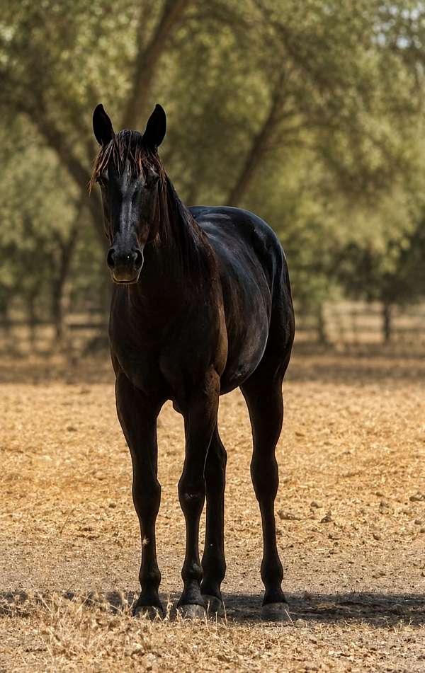 barrel-racing-quarter-horse