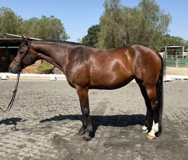 therapy-oldenburg-horse
