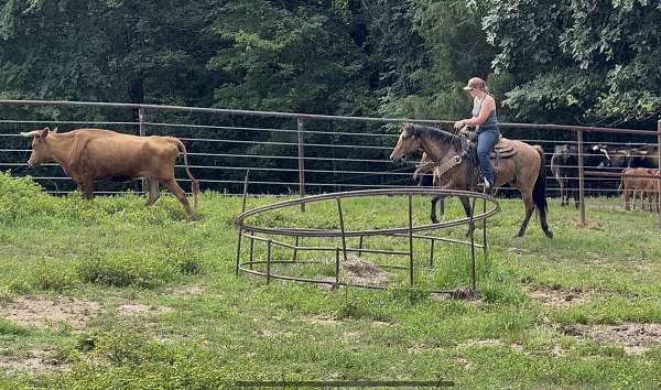 dunskin-playday-horse