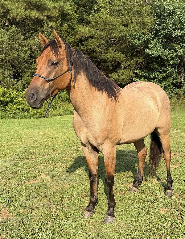 roan-horse