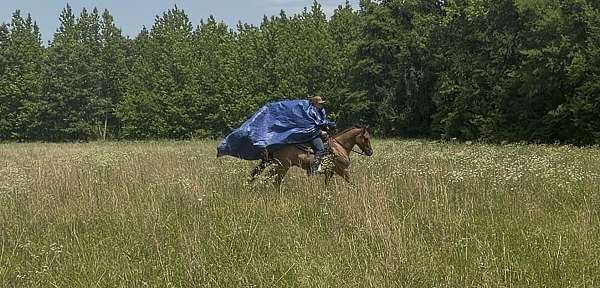 dunskin-roan-horse