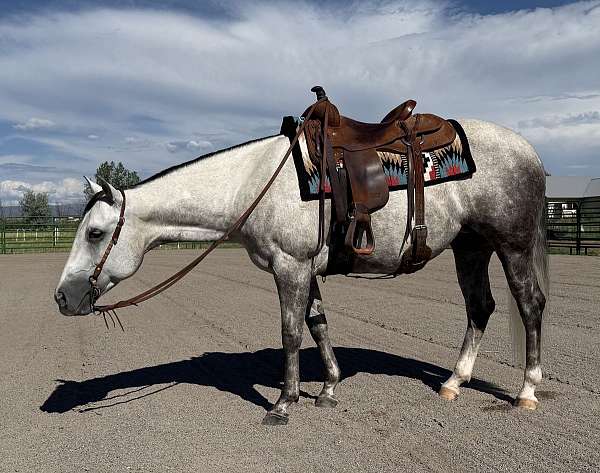 breeding-quarter-horse