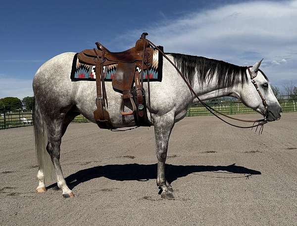 all-around-quarter-horse