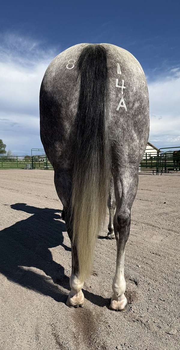 horsemanship-quarter-horse