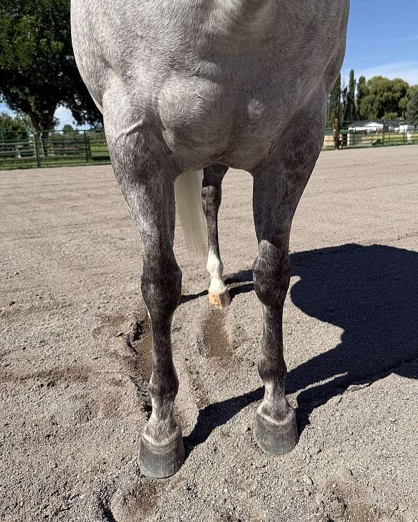 playday-quarter-horse