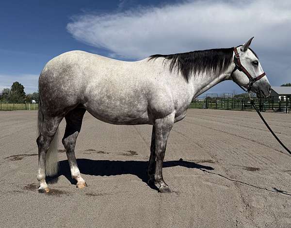 ranch-quarter-horse
