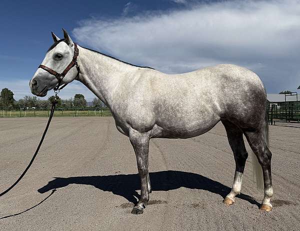ranch-versatility-quarter-horse