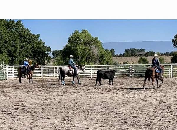 ranch-work-quarter-horse