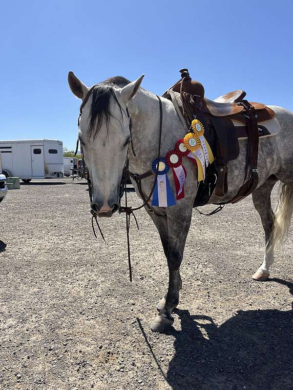 reined-cow-quarter-horse