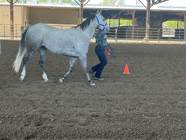 roping-quarter-horse