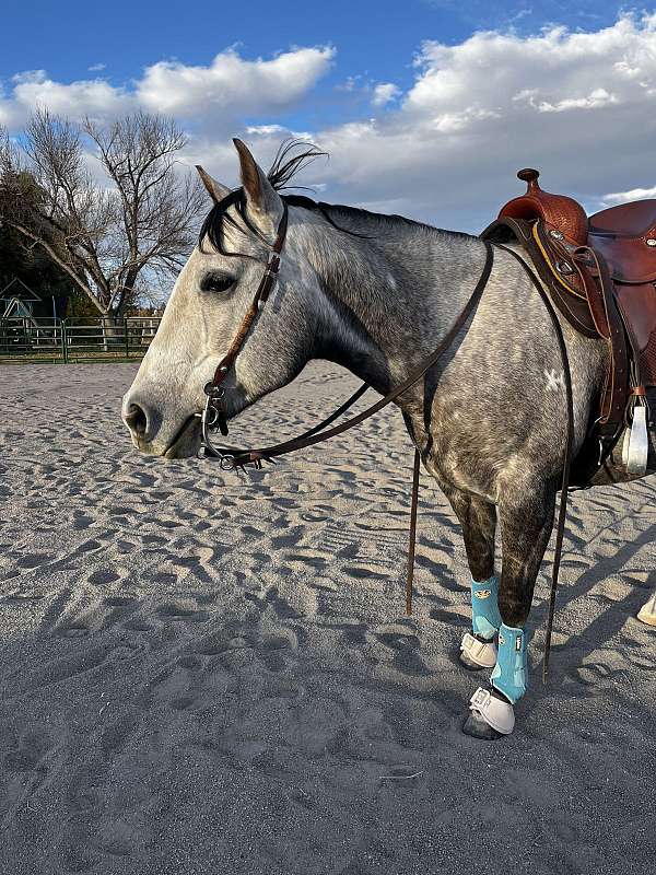 show-experience-quarter-horse