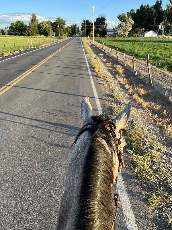 trail-quarter-horse
