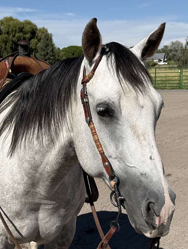 trail-riding-quarter-horse