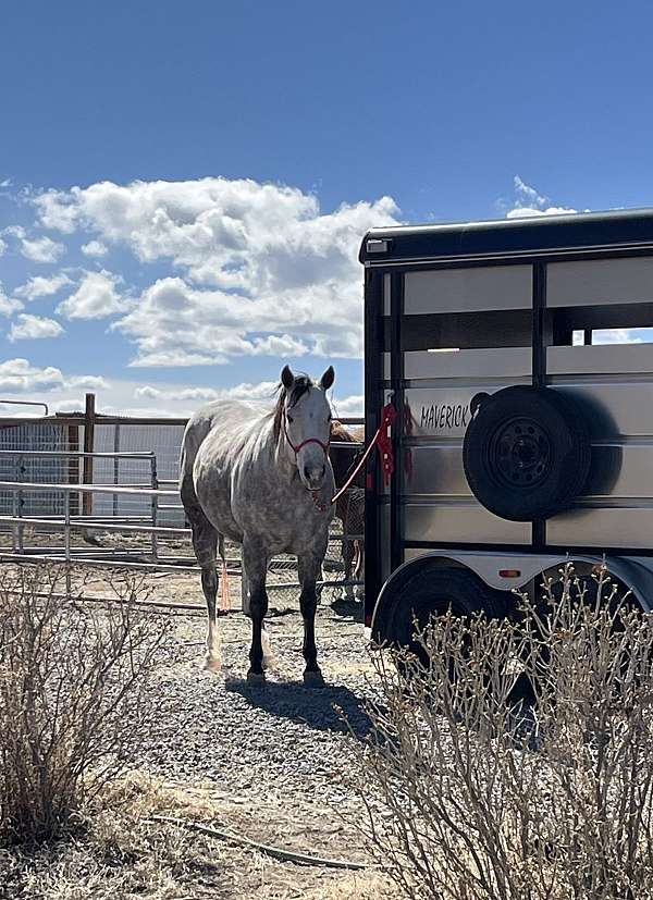 trained-quarter-horse