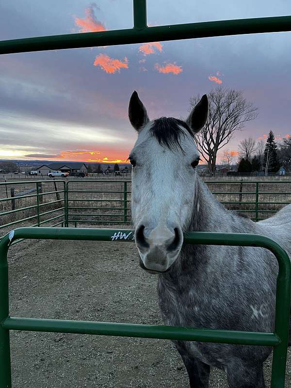 trail-class-competition-quarter-horse