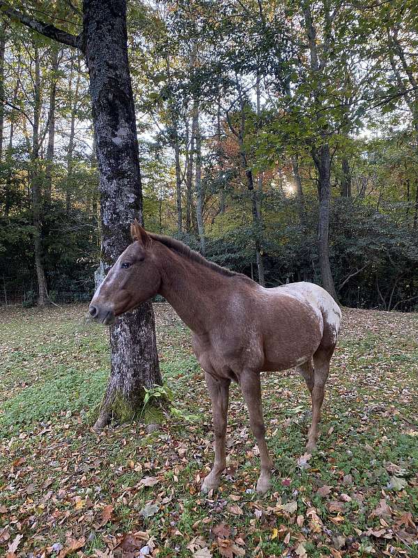 chestnut-appaloosa-mare