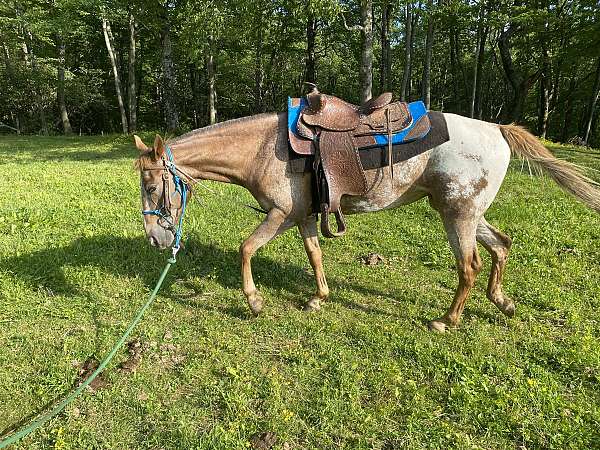 chestnut-mare-for-sale