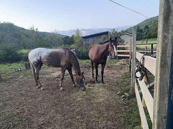 14-hand-appaloosa-mare