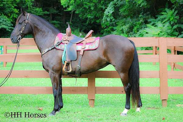 all-around-friesian-horse
