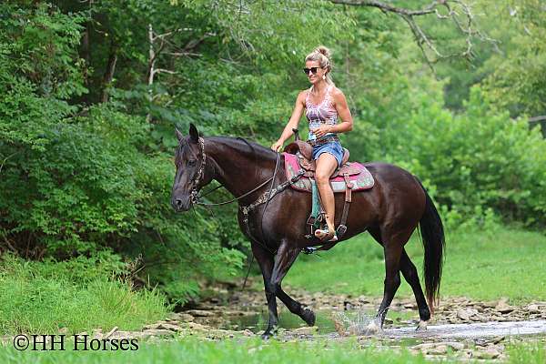 athletic-friesian-horse