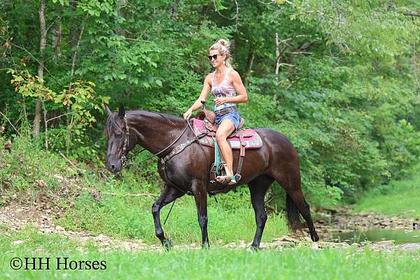 beginner-friesian-horse