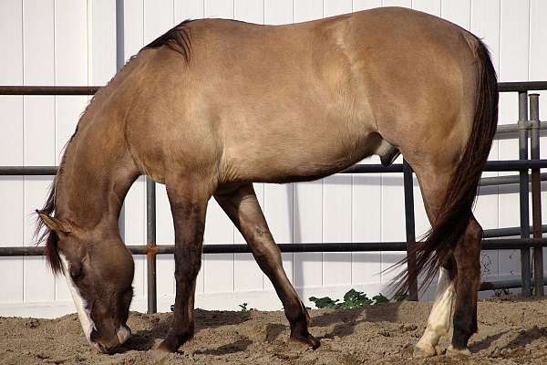 all-quarter-horse