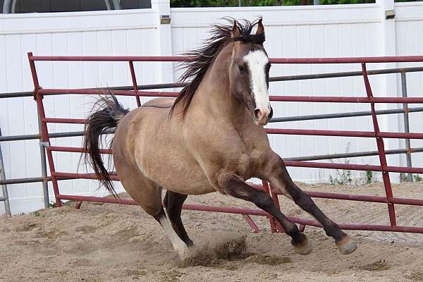 all-arounder-quarter-horse