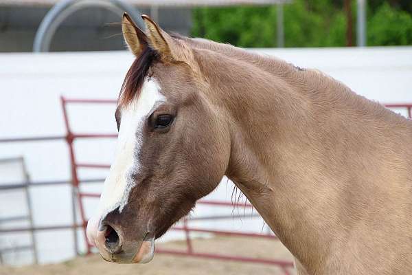 arena-quarter-horse