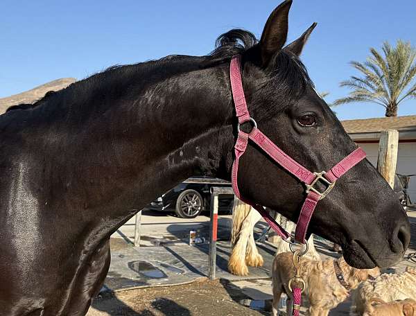 arabian-morab-horse