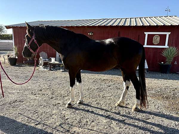 all-morab-horse