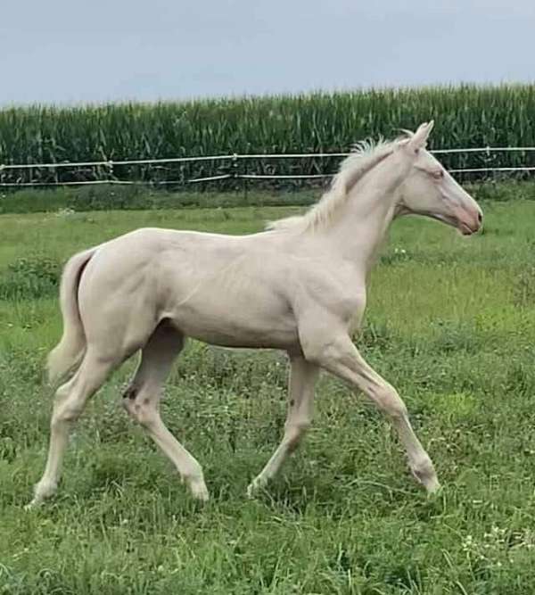 cremello-trakehner-warmblood-for-sale