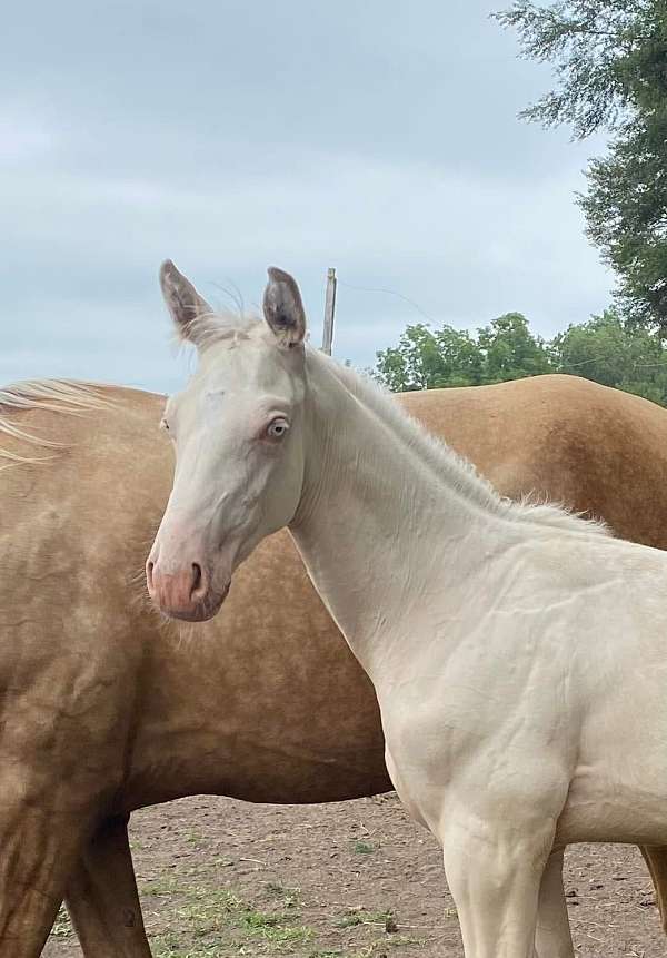 double-dilute-trakehner-warmblood-horse