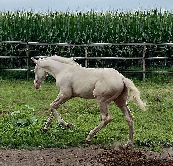 cremello-trakehner-warmblood-colt