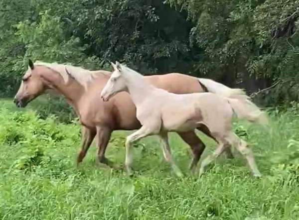 cremello-trakehner-warmblood-horse