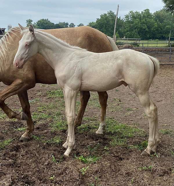 cremello-trakehner-warmblood