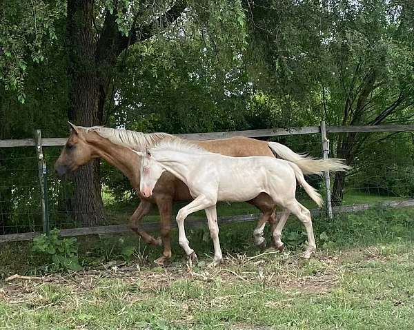 trakehner-warmblood-horse