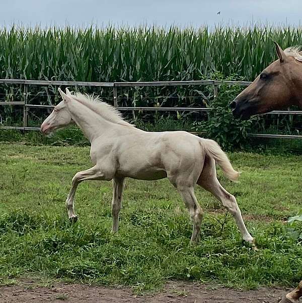 trakehner-warmblood-colt