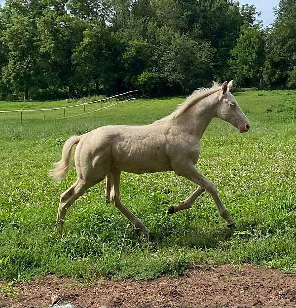 trakehner-warmblood