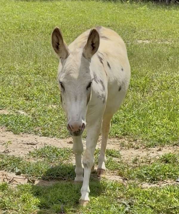 white-grey-spots-horse