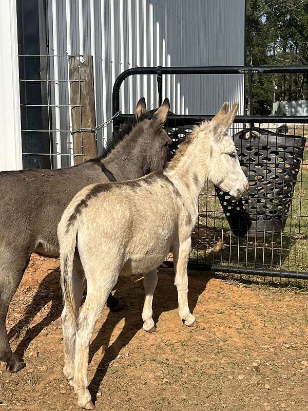 halter-miniature-spotted-horse