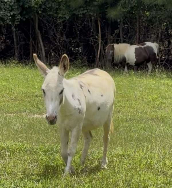 grey-spots