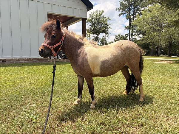 therapy-pinto-horse
