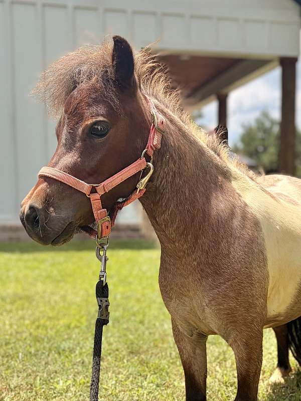 miniature-filly